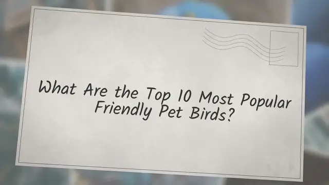 'Video thumbnail for What Are the Top 10 Most Popular Friendly Pet Birds?'