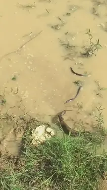 'Video thumbnail for Snake vs. Mongoose'