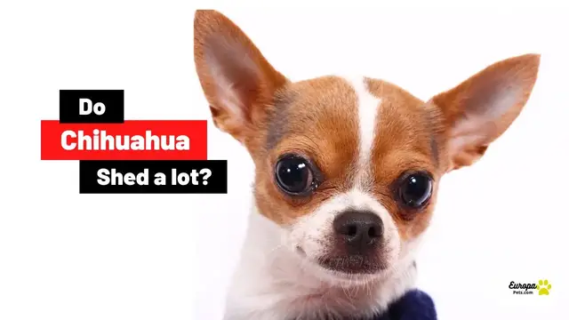 'Video thumbnail for How Much Do Chihuahuas Shed? How To Deal With It?'