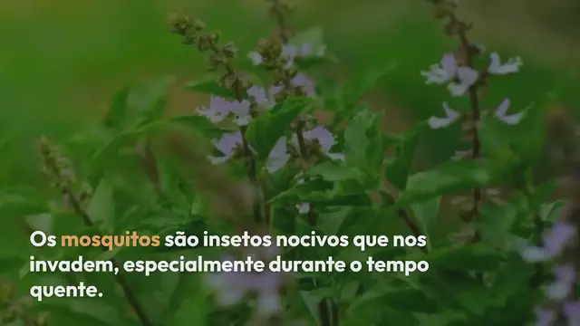 'Video thumbnail for Uma libélula pode matar 100 insetos por dia: cultive esta planta para atraí-los'