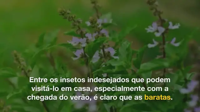 'Video thumbnail for Como usar pasta de dente para matar baratas?'