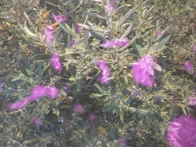 'Video thumbnail for How to Grow Olive Trees Successfully – Expert Cultivation Tips'