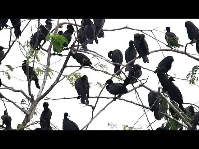 'Video thumbnail for Black all wild bird area live here'