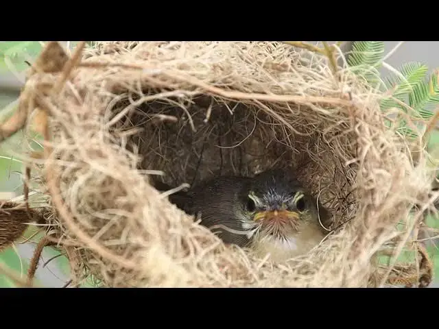 'Video thumbnail for In nest neat lake, Babie gaint wild bird  to try flies'