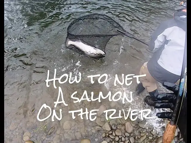 'Video thumbnail for How to net a Salmon on the River'
