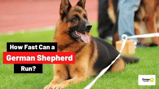 'Video thumbnail for How Fast Can a German Shepherd Run?'