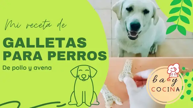 'Video thumbnail for GALLETAS PARA PERROS 🍪🐶 | Cookies Perrunas de Pollo y Avena ¡Muy Fáciles! SOLO 4 Ingredientes'