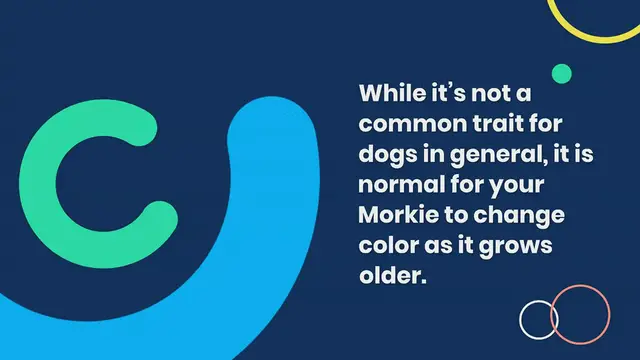 'Video thumbnail for Morkie Color Changes'