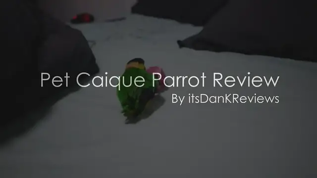 'Video thumbnail for Choosing a Pet Bird - Caique Parrot Review'