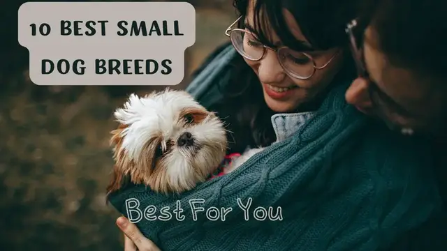 'Video thumbnail for Most Adorable Small Dog Breeds | Pets Guide'
