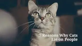'Video thumbnail for 7 Reasons Why Cats Lie on people'