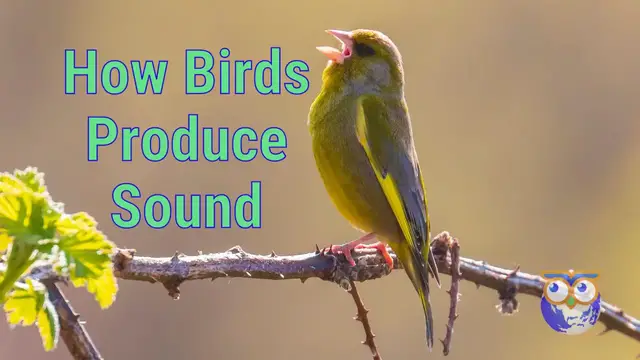 'Video thumbnail for How Birds Produce Sound'