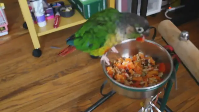 'Video thumbnail for HOW AND WHAT TO FEED YOUR PARROTS   Chop, Food, Recipe, Diet'