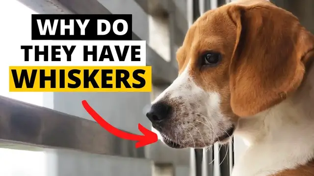 'Video thumbnail for Why do Beagles have Whiskers? Can you Cut Them?'