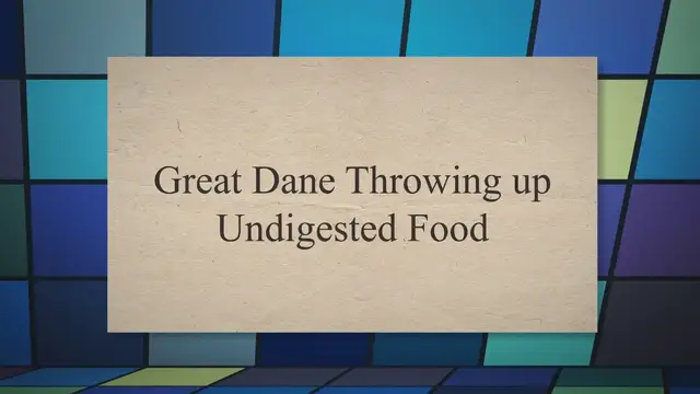 'Video thumbnail for Great Dane Throwing up: Why And When To Worry'