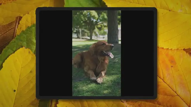 'Video thumbnail for How Long Should a Golden Retriever Be Walked?'