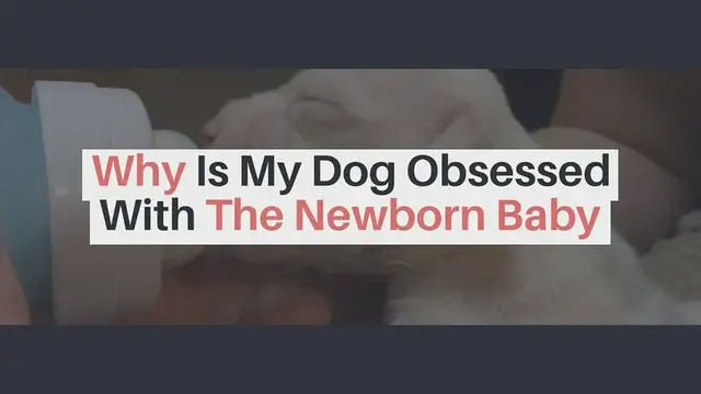 'Video thumbnail for Why Is My Dog Obsessed With The Newborn Baby'