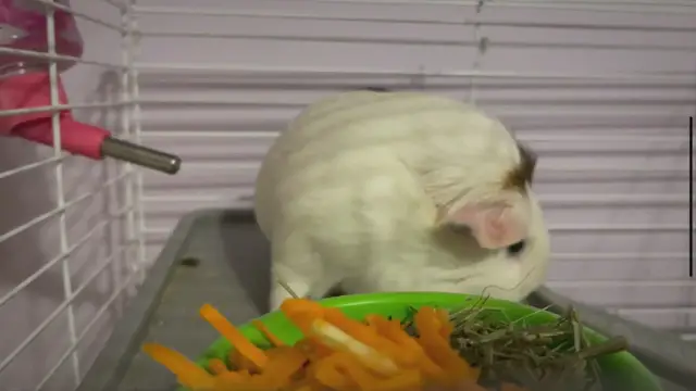 'Video thumbnail for Apples and Guinea Pigs: A Comprehensive Guide to Feeding Your Furry Friend'