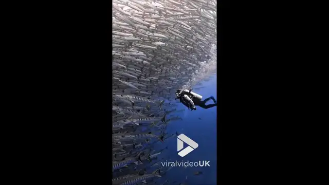 'Video thumbnail for VV4976 Diver experiences breath-taking encounter with vast school of fish'