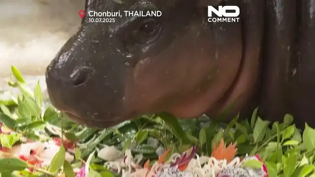 'Video thumbnail for Thailand’s star baby hippo Moo Deng celebrates her first birthday'