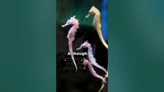 'Video thumbnail for The Secret Superpower of Seahorses'
