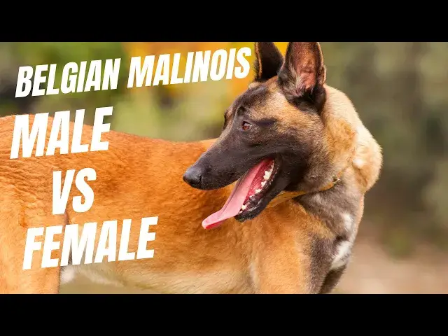 'Video thumbnail for Which Is Better Male Or Female Belgian Malinois'