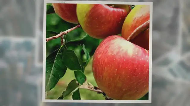 'Video thumbnail for What is the Bevan’s Favorite Apple – Cooking, Review, Eating: A Guide to the Tasty Fruit'