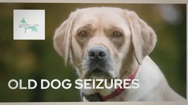 'Video thumbnail for Old Dog Seizures: Causes, Symptoms, and Treatment Options'