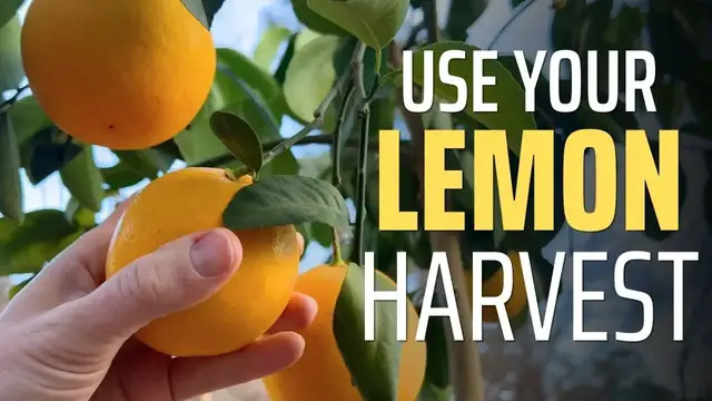 'Video thumbnail for What To Do With Homegrown Lemons? Freezing, Storing, and Preserving'