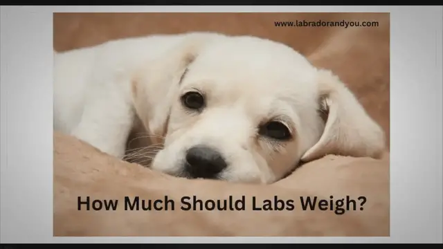 'Video thumbnail for What Is The Average Weight Of Labrador Retriever?'