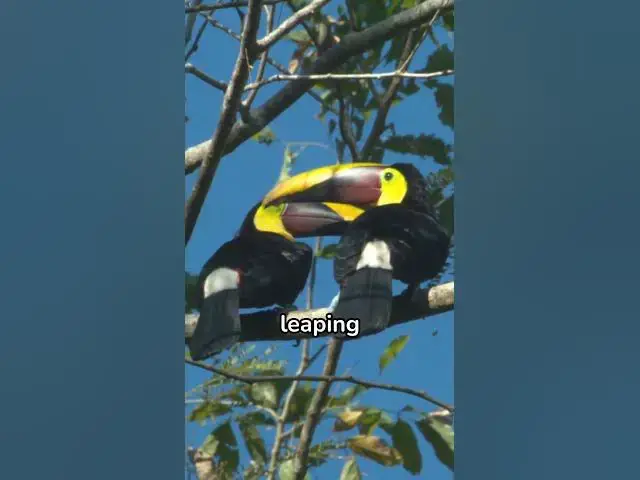'Video thumbnail for Toucan Chronicles: Dive Into the Bright and Beautiful Life of Toucans!'