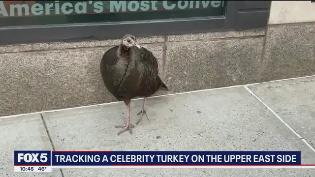 'Video thumbnail for Tracking a celebrity turkey on the Upper East Side'