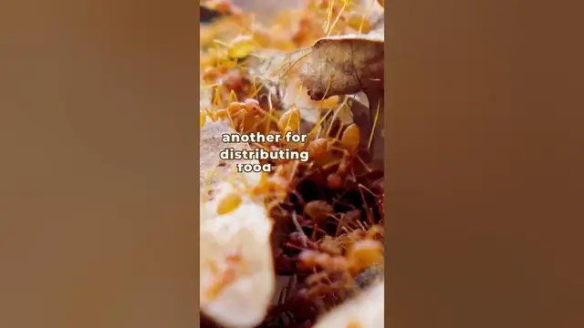 'Video thumbnail for Do ants inspire you?'
