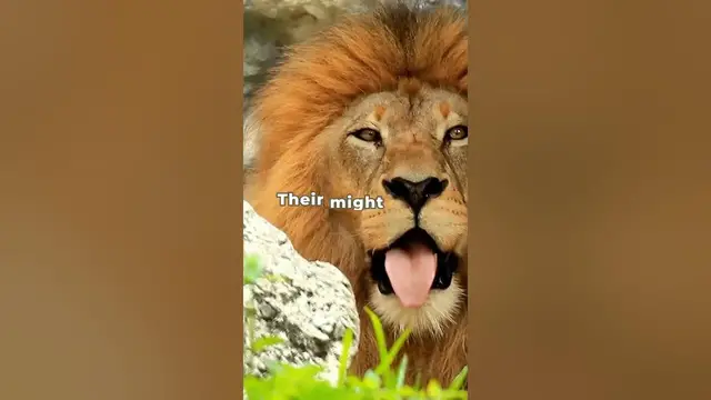 'Video thumbnail for Do lions inspire you?'