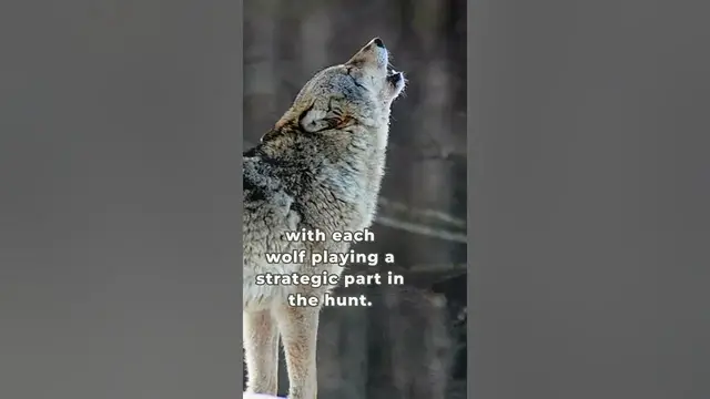 'Video thumbnail for Do wolves inspire you?'