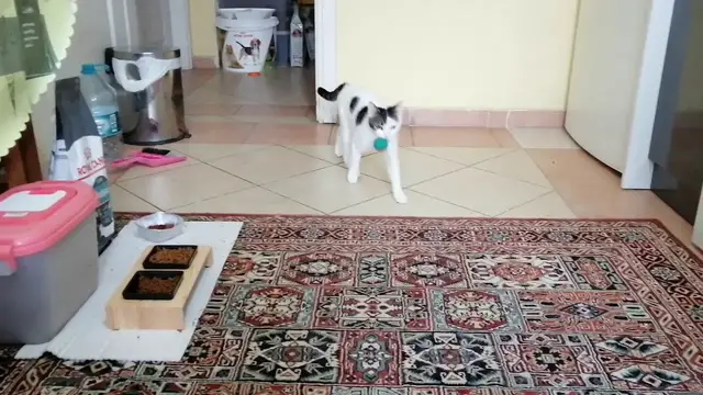 'Video thumbnail for Playing fetch with Fatma the rescue cat'