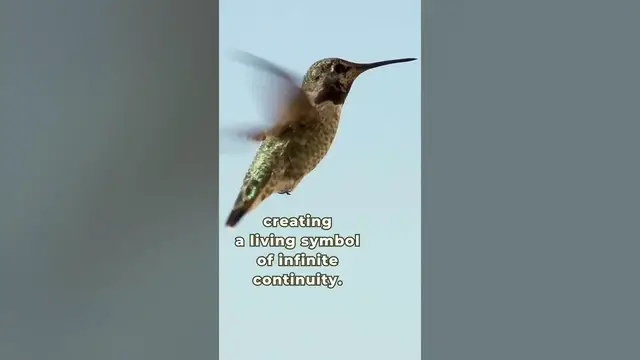 'Video thumbnail for Do hummingbirds inspire you?'