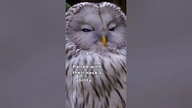 'Video thumbnail for Do owls inspire you?'