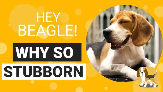 'Video thumbnail for Why are Beagles so Stubborn'