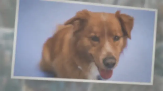 'Video thumbnail for 5 Best Vacuums for Golden Retriever Hair (Revealed!)'