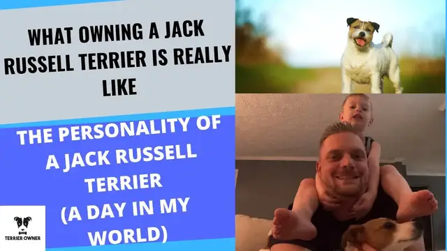 'Video thumbnail for What Owning A Jack Russell Terrier Is Really Like: The Personality of A Jack Russell Terrier'