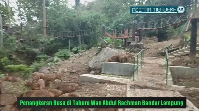 'Video thumbnail for Penangkaran Rusa di Tahura (Taman Hutan Raya) Wan Abdul Rachman Bandar Lampung'