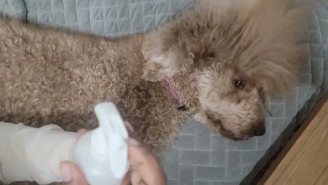 'Video thumbnail for HOW TO TAKE CARE OF POODLE COAT'