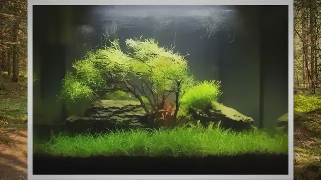 'Video thumbnail for Java Moss: Care & How to Plant and Grow'