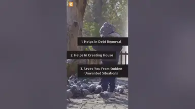 'Video thumbnail for Astrological Benefits of Feeding Birds #feedingbirds #astrology #animallover #birdslover #noblecause'