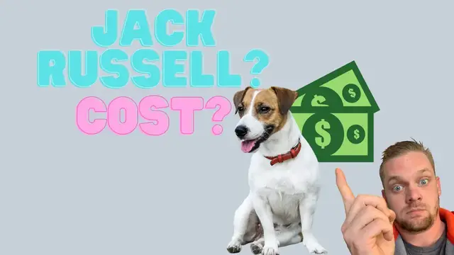 'Video thumbnail for How Much Does It Cost To Adopt A Jack Russell Terrier?'