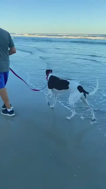 'Video thumbnail for Greyhound Dog on Beach'