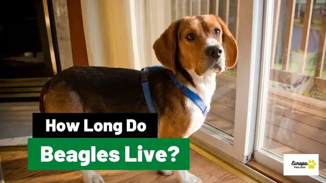 'Video thumbnail for How Long Do Beagles Live? Beagle Life Expectancy'