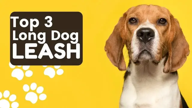 'Video thumbnail for Best 100 Feet Long Leash for Your Puppy to Keep Them Close'