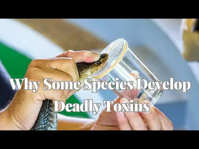 'Video thumbnail for The Evolution of Venom in Animals Why Some Species Develop Deadly Toxins'